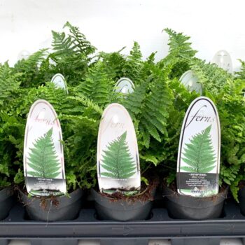 Dryopteris aff. 'Crispa