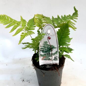 Dryopteris erythrosora