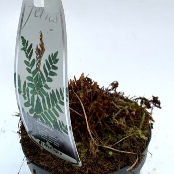Osmunda regalis