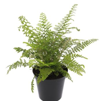 Polystichum set. 'Herrenhausen'