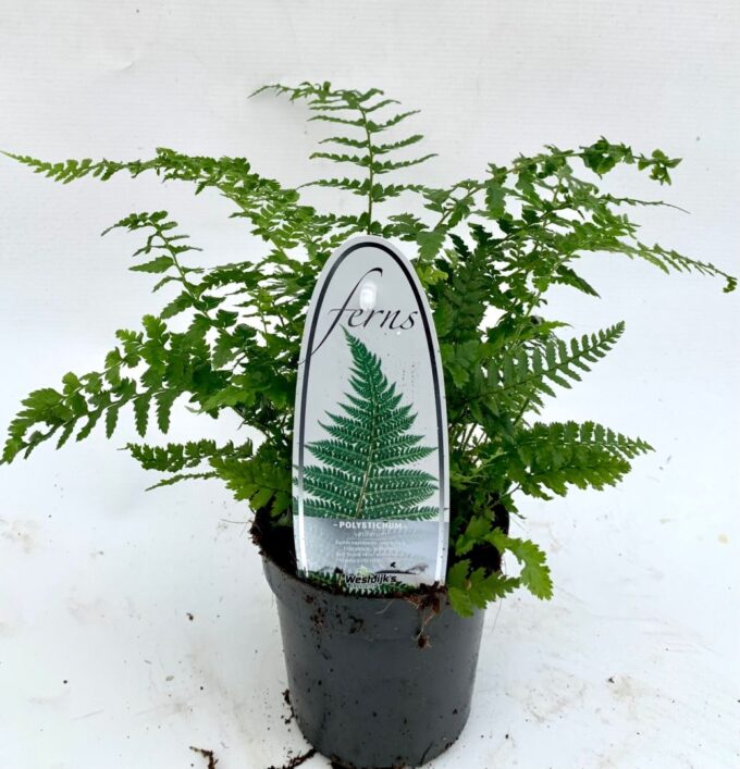 Polystichum setiferum