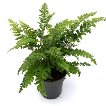 Polystichum polyblepharum