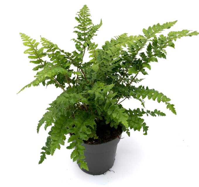 Polystichum polyblepharum
