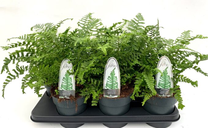 Dryopteris aff. 'Cristata the King'