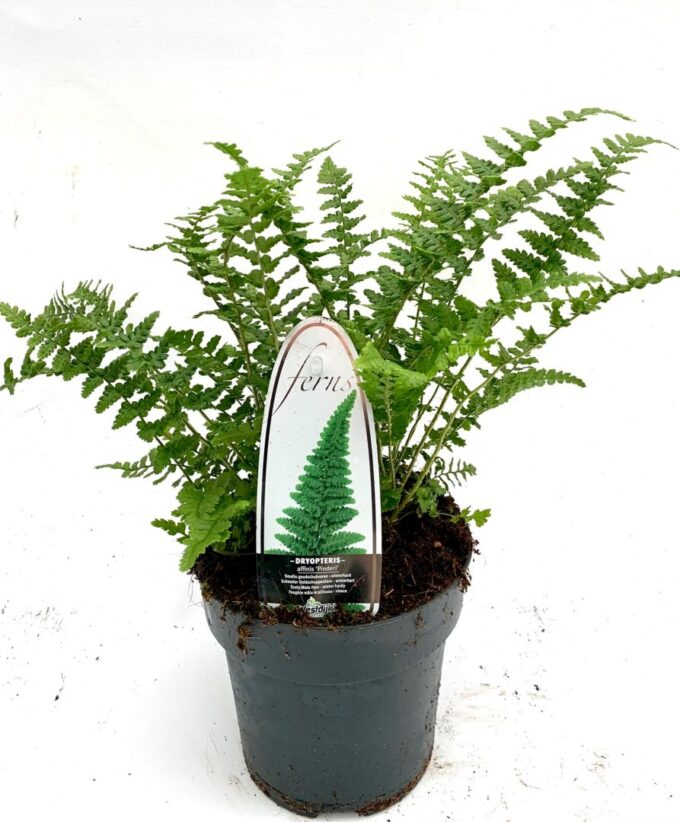 Dryopteris aff. Pinderi