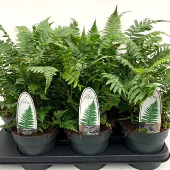 Dryopteris atrata