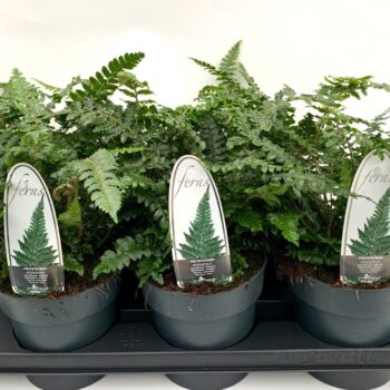 Polystichum polyblepharum