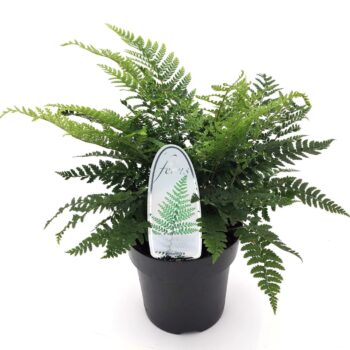 Polystichum braunii