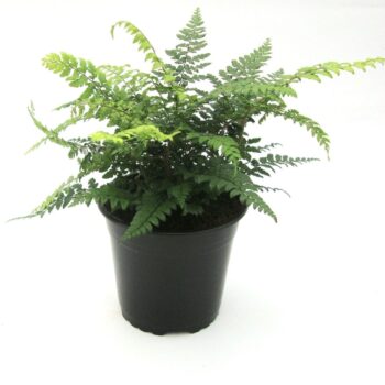 Polystichum Makinoi