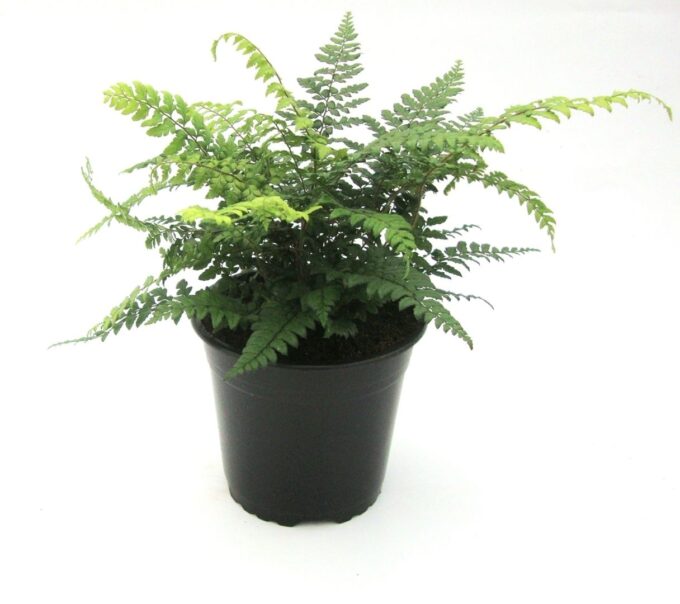 Polystichum Makinoi
