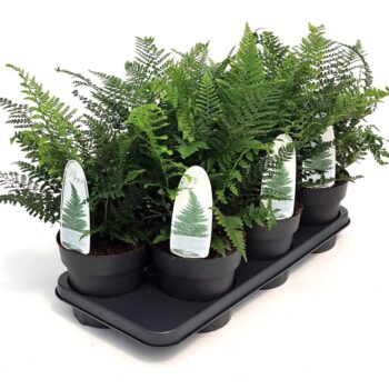Polystichum setiferum