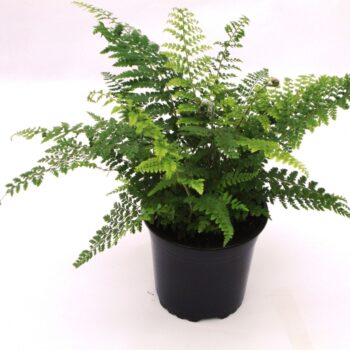 Polystichum set. 'Proliferum'