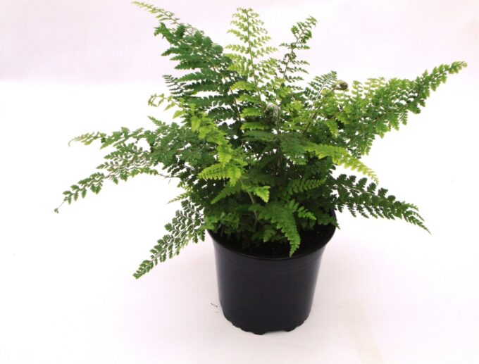 Polystichum set. 'Proliferum'