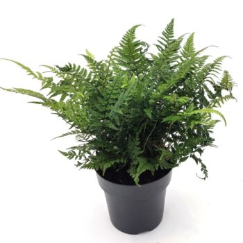 Polystichum tsus-simense
