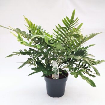 Blechnum tabulare