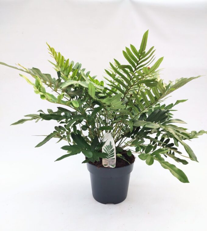 Blechnum tabulare
