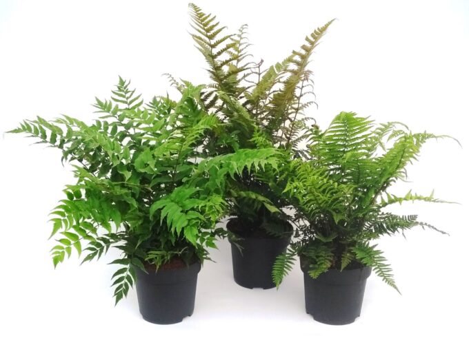 Ferns mix exterior