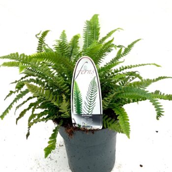 Blechnum spicant
