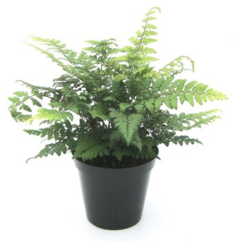 Polystichum Makinoi
