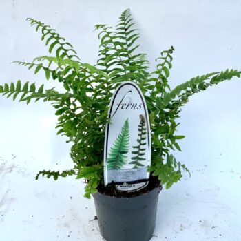 Polystichum munitum