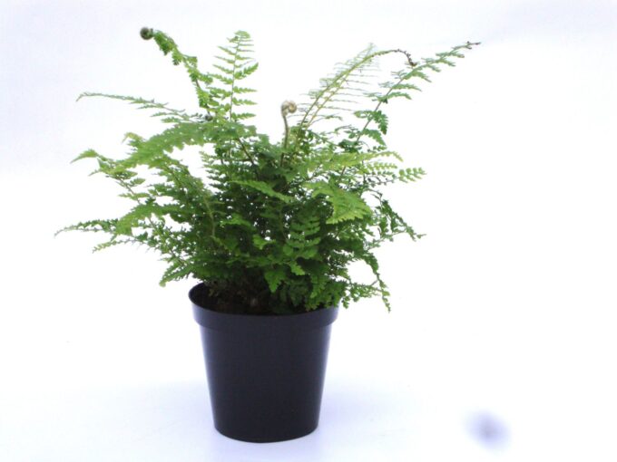 Polystichum set. 'Plumosum Densum'