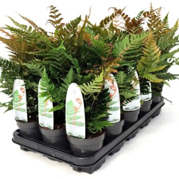 Dryopteris erythrosora 'Brilliance