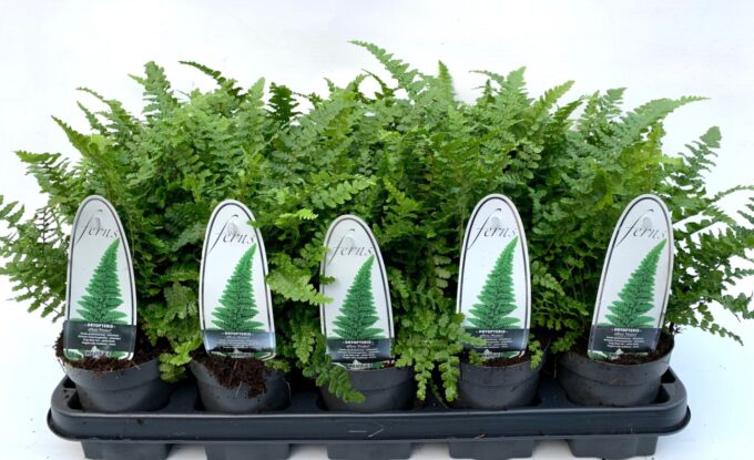 Dryopteris aff. Pinderi