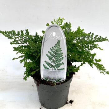 Dryopteris austriaca 'Lepid. cr. Cristata'