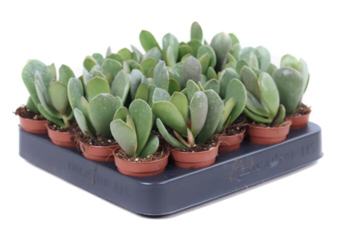 Adromischus Schuldtianus Juttae