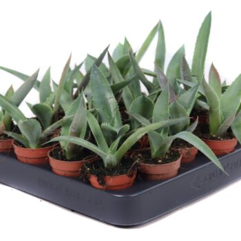 Agave potatorun verschaffeldtii