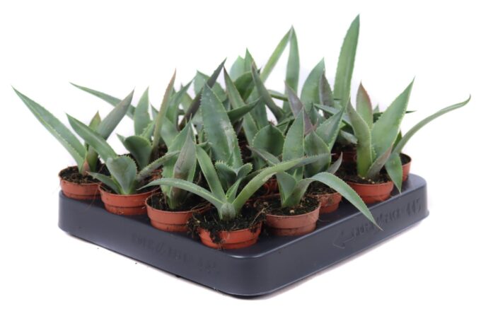 Agave potatorun verschaffeldtii