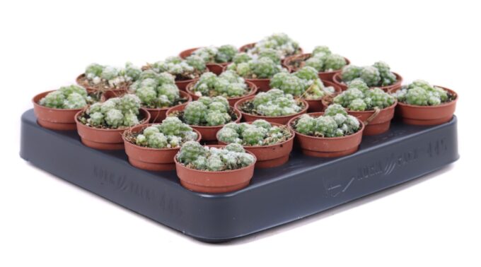 Thephrocactus Minimus