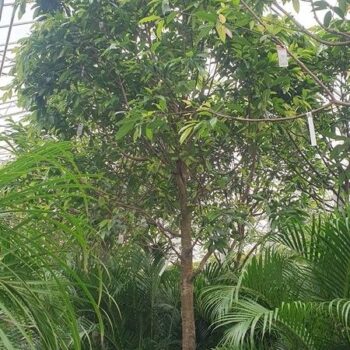 Ficus Amstel King