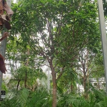 Ficus Amstel King