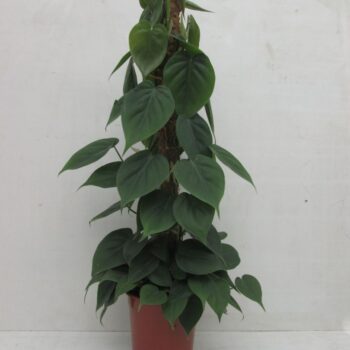 Philodendron Scandens mosstok