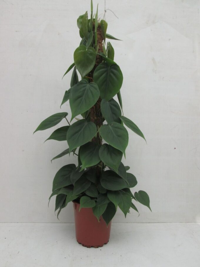 Philodendron Scandens mosstok