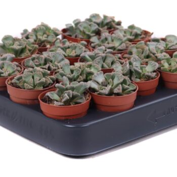 Titanopsis Calcarea