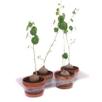 Stephania Erecta