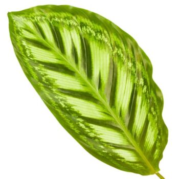 Calathea Flamestar