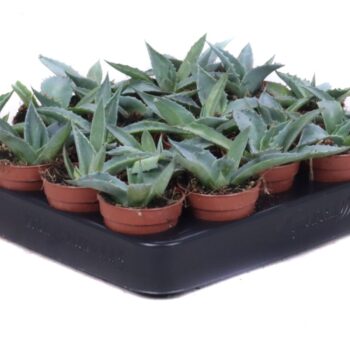 Agave Parrasana