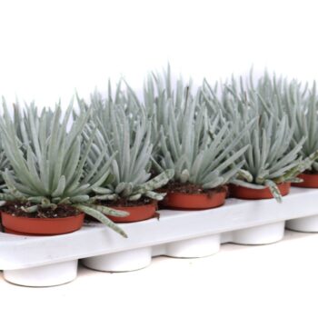 Senecio scaposus