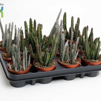 Stapelia mix