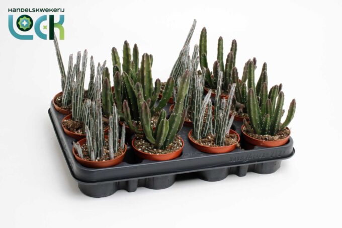 Stapelia mix