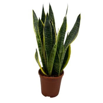 Sansevieria Superba