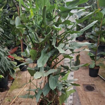 Philodendron Hastatum XXL nr 2