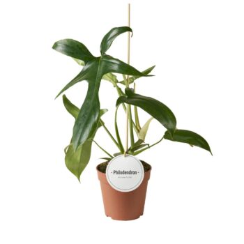 Philodendron Gladhands