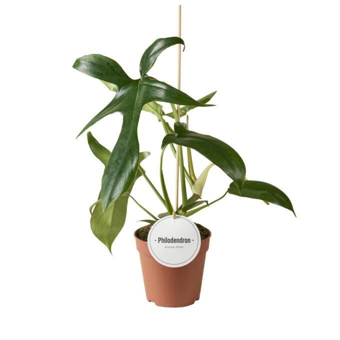 Philodendron Gladhands