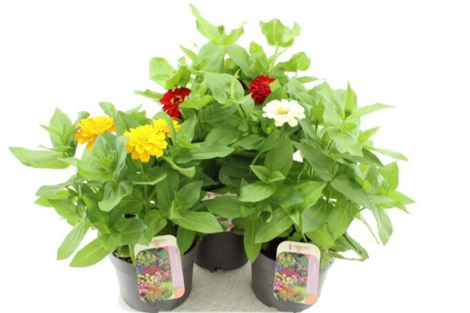 Zinnia elegans Diego mix