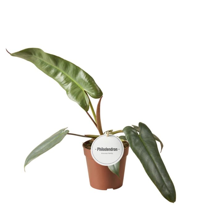 Philodendron Atabapoense
