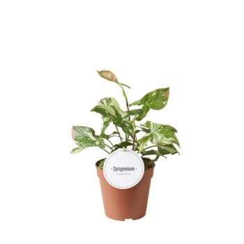 Syngonium Tricolor